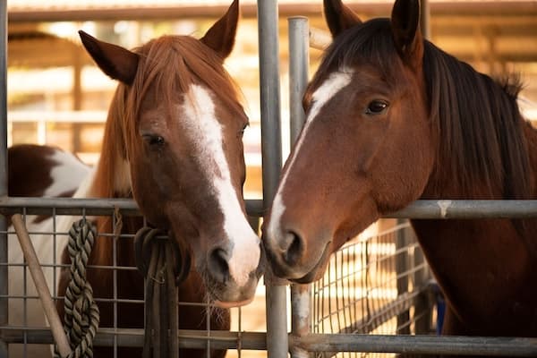 two-horses-nuzzling