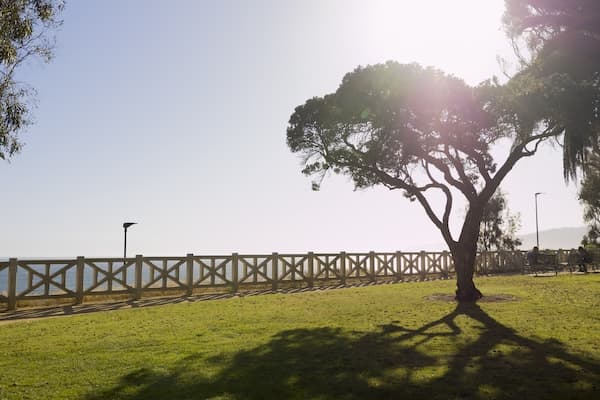 Grassy area with a tree and promenade next to beach